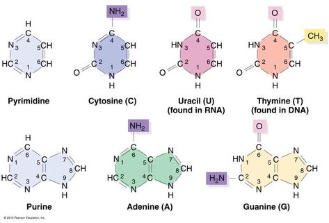 One of three parts that make a Nucleotide. 1. Nitrogenous Base 2. Pentose Sugar 3.Phosphate Group Nitrogenous Base, Dna Ring, Science Pins, Inspo Wall, Branches Of Science, Psychology Studies, Ap Biology, Wallpaper Hp, Biology Notes