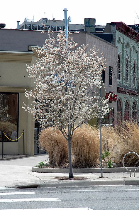 Autumn Brilliance Serviceberry (Amelanchier x grandiflora 'Autumn Brilliance (tree form)') at New Garden Landscaping & Nursery Service Berry Tree, Garden Answer, Landscape Nursery, City Tree, Landscape Plants, Urban Forest, Landscaping Supplies, How To Attract Birds, Ornamental Trees