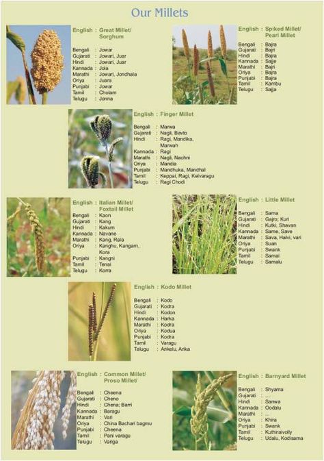 Original source of image was apparently the Millet Network of India Millet Plant, Millet Benefits, Maize Plant, Seed Swap, Pearl Millet, Indian Names, Acrylic Rangoli, Millet Recipes, Nutrition Chart