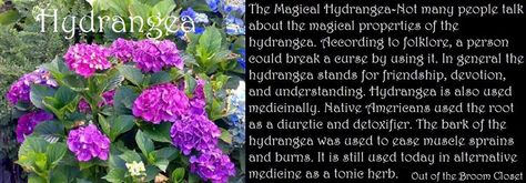 Hydrangea Witchcraft, Magickal Correspondences, Earth Witch, Bigleaf Hydrangea, Witch Stuff, Witch Craft, Wicca Witchcraft, Baby Witch, Witchy Things