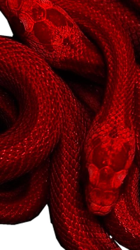 Snake Wallpaper, Red Snake, Snake Pattern, Snake Patterns, Mood Board, Collage, Red, Pattern, Pins