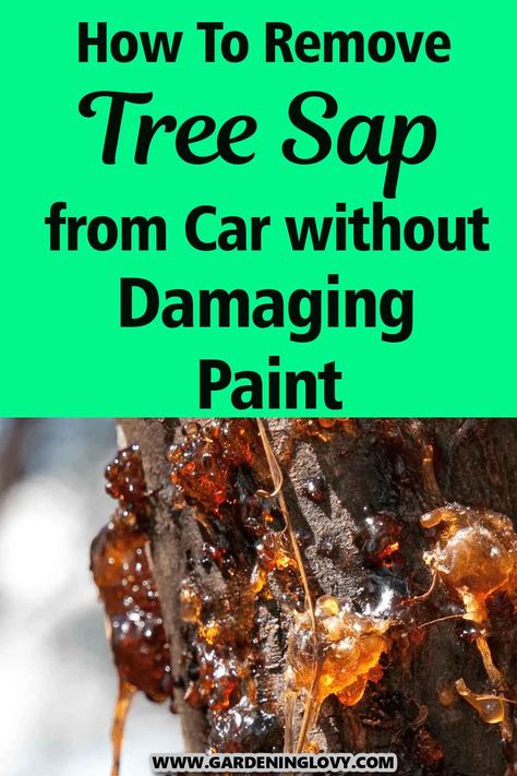 Do you notice tree sap on your car after parking it under the tree and want to know the easy way to remove it without damaging the paint? Read this post. Sap Removal From Car, Remove Tree Sap, Tree Sap, Yellow Tree, Cleaning Laundry, Under The Tree, Vehicle Paint, Car Paint, Car Painting