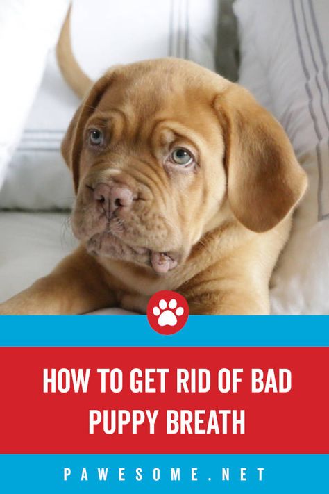 Does your puppy have bad breath? There are 4 main reasons why and we cover what you can do to get rid of it. Puppy Breath, Gum Inflammation, Liver Issues, Periodontal Disease, School Communication, Creating A Newsletter, Diy Beauty Hacks, Animal Hospital, You Are The World