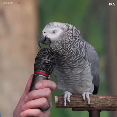 parrot talking so many animal sounds and nature sounds.. Burung Kakatua, Talking Parrots, Funny Parrots, Animal Antics, Funny Birds, Funny Animal Memes, Cute Animal Videos, Cute Birds, Cute Creatures