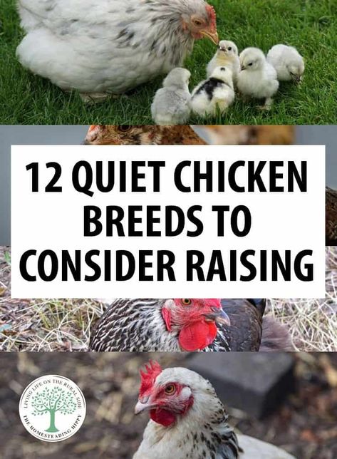 Buff Orpingtons, Chickens Backyard Breeds, German Smear, Buff Orpington, Chicken Raising, Portable Chicken Coop, Raising Chicks, Urban Chickens, Chicken Care