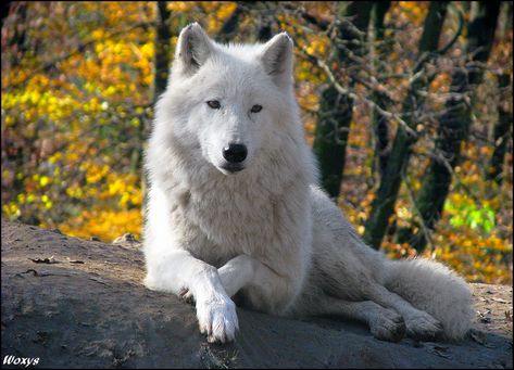 The wolf gold by woxys on DeviantArt Wolf Husky, Wolf Images, Wolf Stuff, Wolf Photography, Arctic Wolf, Wolf Photos, Wolf Spirit Animal, Wolf Love, Wolf Pictures