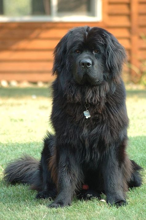 Terre-neuve (chien) — Wikipédia Best Big Dog Breeds, Quiet Dog Breeds, Newfoundland Puppies, Dog Leash Training, Australian Shepherd Puppies, Newfoundland Dog, Pretty Dogs, Dog Obedience, Dog Training Obedience