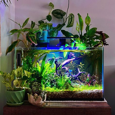 New piece of driftwood and some terrestrial plants on top 🩷🌱 Betta Care, Terrestrial Plants, Frog Tank, Fish Aquarium Decorations, Fish Tank Themes, Freshwater Aquarium Plants, Fish Tank Terrarium, Cool Fish Tanks, Aquascape Design