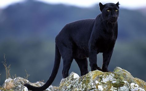 black panther (Panthera pardus) | MACAN TUTUL HITAM/KUMBANG (black panthera pardus melas) Black Panthera, Macan Kumbang, Cats Funny Cartoon, Cat Face Drawing, Macan Tutul, Cat Love Quotes, Cat Tattoo Small, Panthera Pardus, Psalm 145