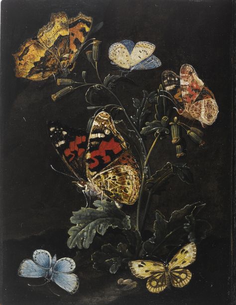 Elias van den Broeck (Antwerp 1649/50 - 1708 Amsterdam), Forest floor still life with butterflies Butterflies Vintage, Art Papillon, Butterfly Art Print, Floral Illustration, Forest Floor, Art Et Illustration, A4 Poster, Vintage Artwork, Butterfly Art