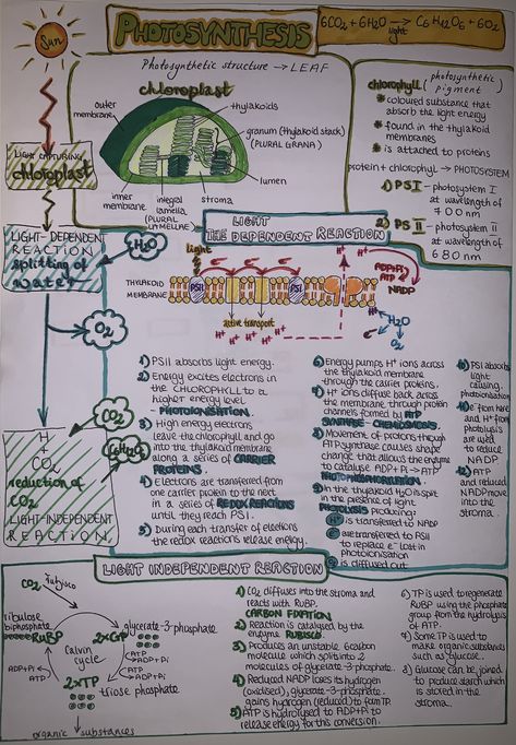 Photosynthesis Photosynthesis Graphic Organizer, Ap Bio Photosynthesis Notes, A Level Biology Photosynthesis, Biology Plants Notes, Photosintesis Notes, Photosynthesis Notes Biology, Biology Photosynthesis Notes, Biology Notes Photosynthesis, Respiration In Plants Notes