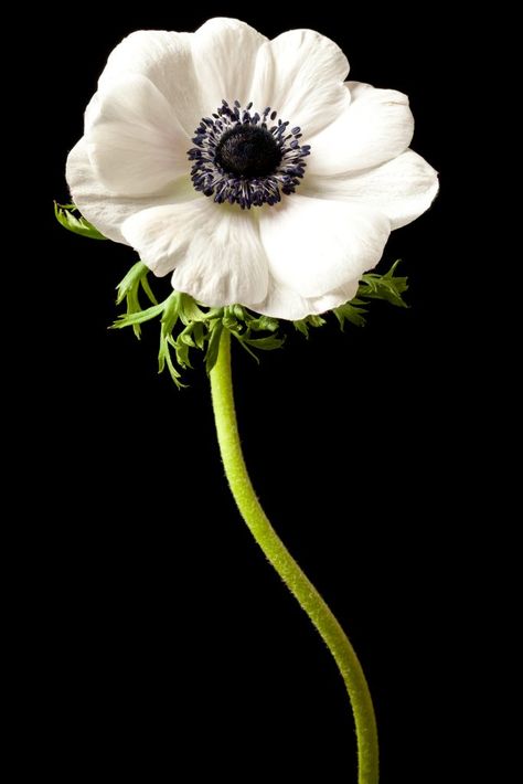 Red Anemone, White Anemone, Flower Meanings, Anemone Flower, Growing Tips, Blooming Plants, Sugar Flowers, Ranunculus, Beautiful Blooms