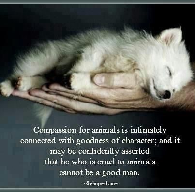 compassion for animals | by Tahneelynn Animal Quotes, Dog Quotes, A Quote, Animals Friends, I Love Dogs, Animals Beautiful, Dog Love, Animal Rescue, Animals And Pets