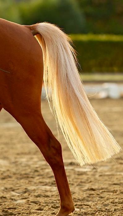 Equine Horse Braiding, Horse Ears, Horse Mane, Palomino Horse, Horse Tail, Horse Grooming, All The Pretty Horses, Horse Crazy, Horse Equestrian