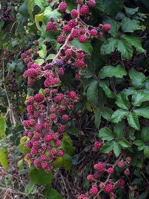 raspberry bush nature fairy aesthetic pink red leaves summer Raspberry Bush Aesthetic, Nature Fairy Aesthetic, Fairy Aesthetic Pink, Raspberry Aesthetic, Nature Fairy, Raspberry Bush, Dark Florals, Gothic Garden, Berry Bushes