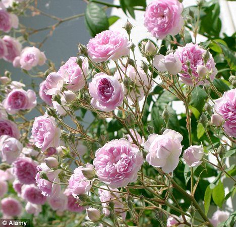 The runaway roses: Now's the time to prune your rambling or climbing flowers | Daily Mail Online Fairy Rose, Rambling Rose, Climbing Flowers, Dubai Wedding, The Runaway, Beach Ceremony, Destiny's Child, Climbing Roses, Old Stone