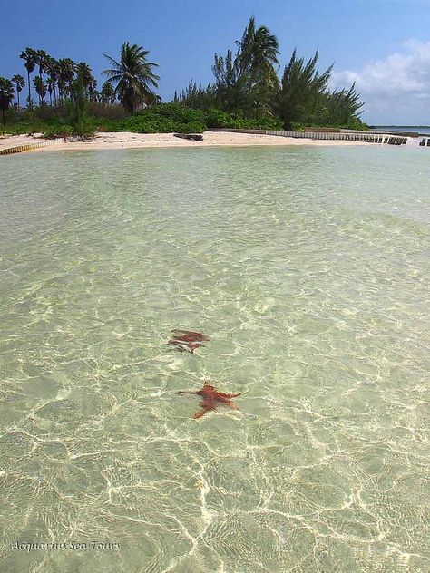 Starfish Point - Cayman Islands | Flickr - Photo Sharing! Caribbean Islands, Cayman Islands, Snorkeling, Great Places, Starfish, Places Ive Been, Photo Sharing