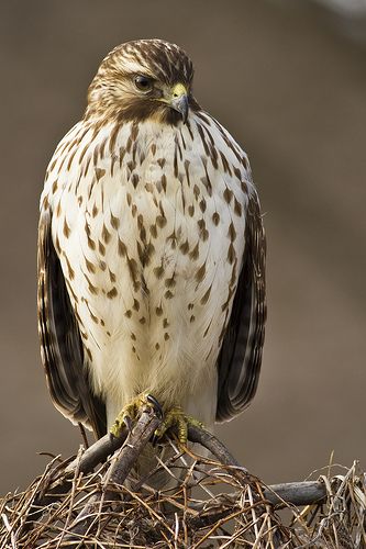 The Red-Tailed Hawk (Buteo Jamaicensis) how do you think this owl is feeling and why? Pick one word to describe it Hawk Familiar, Animal Reference, Red Tailed Hawk, Buzzard, Kestrel, Bird Watcher, Rare Animals, Backyard Birds, Bird Pictures