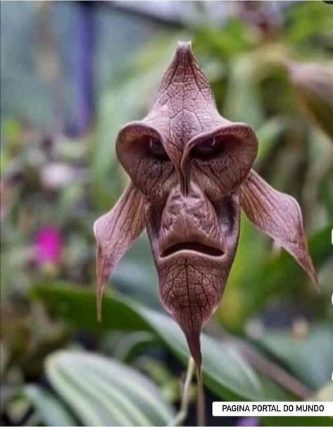 Ugly Flowers, Things With Faces, Nature Bookmarks, Strange Flowers, Weird Plants, Unusual Plants, Unusual Flowers, Carnivorous Plants, Unique Flowers