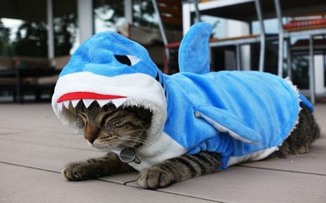 Cat wearing shark costume Cat Shark Costume, Woody Toy Story Costume, Girls Vampire Costume, Shark Outfit, Costumes For Cats, Cats With Hats, Cats In Clothes, Adventures With Friends, Cat Shark