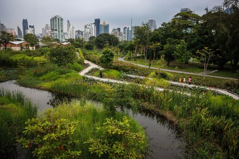 Kongjian Yu Has a Plan for Urban Flooding: ‘Sponge Cities’ - The New York Times Sponge City, Wooden Walkways, Sea Level Rise, Forest Park, Urban Area, Green Space, Green Roof, The New York Times, Landscape Architect