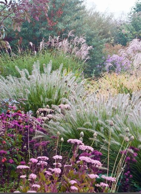 Stone Garden Plants, Side Yard Cement Ideas, Indiana Native Plants Landscaping, Landscaping Lavender, Diy Jardin, Prairie Garden, Meadow Garden, Front Garden Design, Grasses Garden