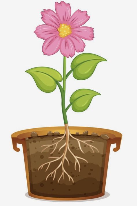 دورة حياة النبات, Cacing Tanah, Plant Cartoon, Plant Drawing, Garden Theme, Clay Pot, Background Illustration, Pink Lily, Types Of Plants