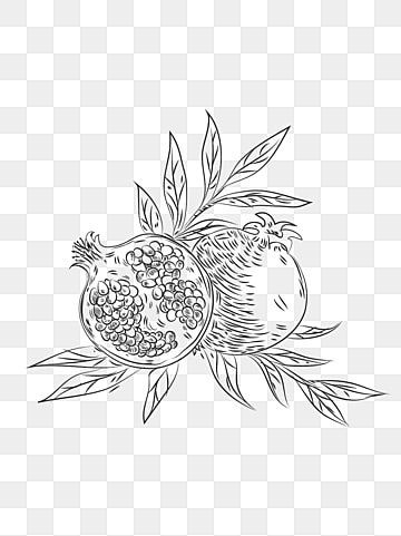 Pomegranate Line Drawing, Pomegranate Sketch, Drawing Pomegranate, Pomegranate Drawing, Pomegranate Vector, Drawing Icons, Wing Drawing, Fruit Icons, Drawing Png