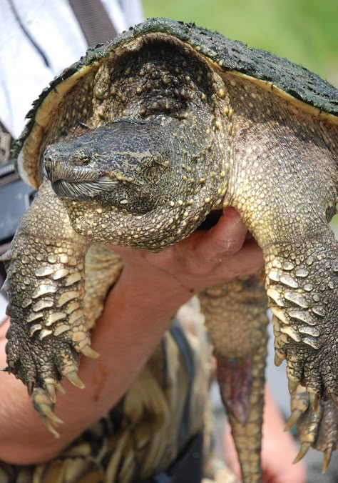 Alligator Snapping Turtle, Monster Animal, Creature Reference, Snapping Turtle, Flora Y Fauna, Ancient Animals, Miniature Models, Animal Anatomy, Animal Character