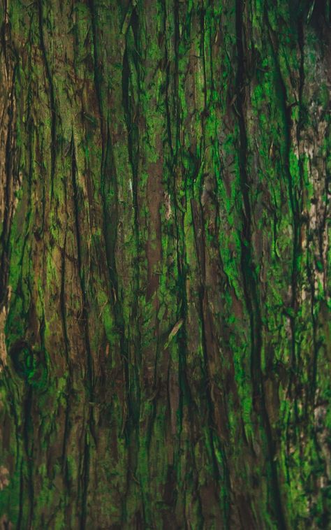 #bark #green #texture #tree #Textures. Read more: https://wallpapershd.info/wallpaper-tree-bark-texture-green-1584587584.html Check more at https://wallpapershd.info/wallpaper-tree-bark-texture-green-1584587584.html Tree Bark Wallpaper, Wallpaper Tree, Plant Texture, Tree Bark Texture, Jungle Tree, Bark Texture, Fantasy Tree, Tree Textures, Hand Painted Textures