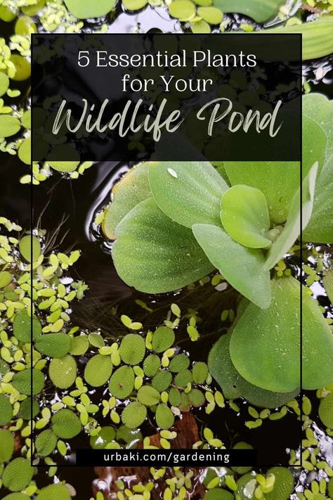 Transforming your backyard into a thriving wildlife habitat begins with the right choice of plants for your pond. By carefully selecting and incorporating specific plant species, you can create an inviting and sustainable ecosystem that attracts a diverse range of wildlife. In this article, we will explore five essential plants that are not only visually stunning but also play a vital role in supporting the delicate balance of life in your wildlife pond. Get ready to enhance the beauty of... Mini Wildlife Pond, Pond Makeover, Pond Habitat, Container Pond, Raised Pond, Wildlife Pond, Balance Of Life, Water Gardens Pond, Koi Ponds