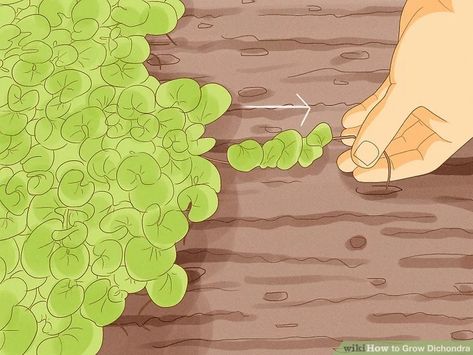 How to Grow Dichondra (with Pictures) - wikiHow Life Dichondra Lawn, Silver Dichondra, Silver Falls Plant, Dichondra Silver Falls, Silver Falls Dichondra, Silver Falls, Green Shades, Rosh Hashanah, How To Grow