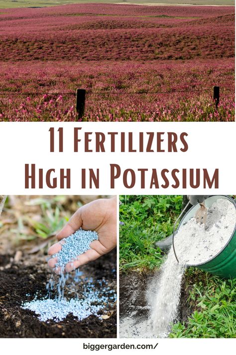 Transform your garden into a flourishing paradise with our complete guide to 11 high potassium fertilizers, carefully selected to nourish your plants for optimal growth. From boosting root development to improving nutrient uptake, these fertilizers are the key to cultivating a bountiful harvest. Click now to unlock the secrets of high potassium fertilizers and follow us for more expert gardening tips! Diy Potassium Fertilizer, Sources Of Potassium, Strawberry Runners, Diy Fertilizer, High Potassium, Natural Fertilizer, Fertilizer For Plants, Garden Rooms, Bountiful Harvest