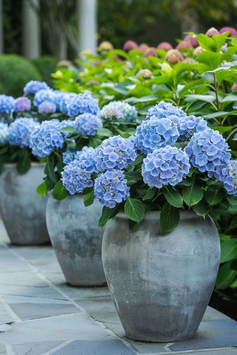 Hydrangea In Pots Planters, Hydrangea In Pots, Potted Hydrangea, Hydrangea Potted, Garden Planter Ideas, Tattoo Plant, Side Garden, Planter Ideas, Blue Garden