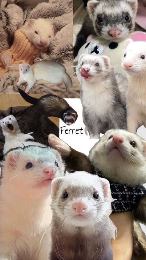 Ferret #ferret Ferret Diy Cage, Ferret Fursona, Ferret Wallpaper, Ferret Colors, Ferret Care, Ferrets Care, Baby Ferrets, Funny Ferrets, Dream Pet