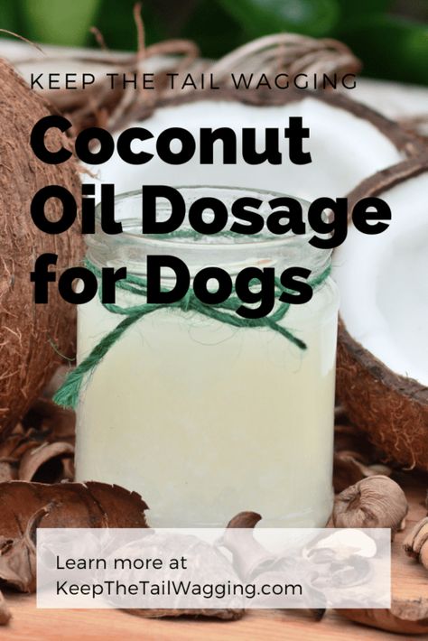 Dog Health Care Coconut Oil, Coconut For Dogs, Coconut Oil In Dog Food, Coconut Oil And Dogs, Is Coconut Oil Good For Dogs, Coconut Oil For Dogs How To Use, Benefits Of Coconut Oil For Dogs, Coconut Oil For Dogs Skin Allergies, Coconut Oil Treats For Dogs