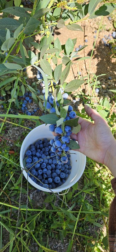 A hand lifts a blueberry branch Ober a bucket full of Oregon blueberries on a farm. You Pick Berry Farm, Picking Blueberries Aesthetic, Blueberry Picking Pictures, Blueberry Picking Aesthetic, Berry Picking Aesthetic, August Vision Board, Blueberries Aesthetic, Gwen Aesthetic, Blueberry Aesthetic