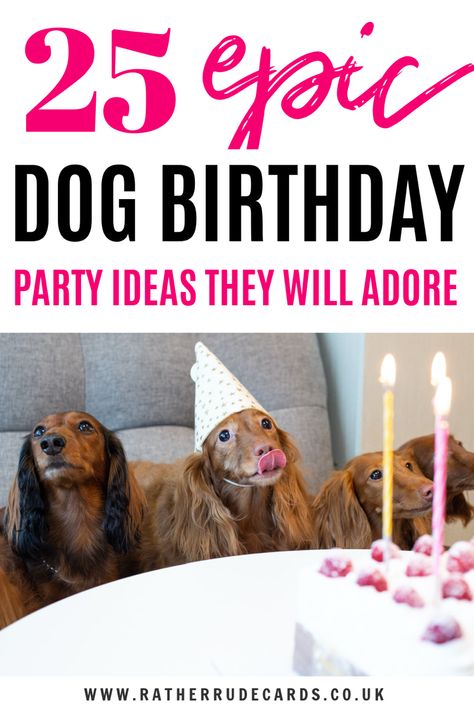 How to give your dog a birthday party, surprise ideas and dog birthday gifts ideas to treat your dog or puppy Dog Birthday Party Games For Dogs, Sweet 16 Dog Birthday, Birthday For Dogs Ideas, Dogs First Birthday Ideas Party Themes, Dog Party Games For Dogs, Dog Birthday Theme Ideas, Dog Birthday Party Ideas Diy, Puppy Party Ideas For Dogs, Dog Party Ideas Pets