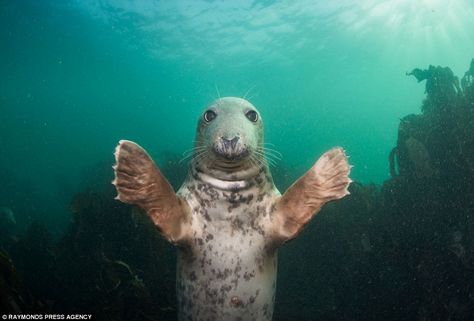 Spencer Burrows, another underwater photographer, was approached by another grey seal in the same area, who held his arms out for a hug Dolphin Photos, Grey Seal, Elephant Seal, Cute Seals, Underwater Photographer, A Seal, Aquatic Animals, Marine Mammals, Silly Animals