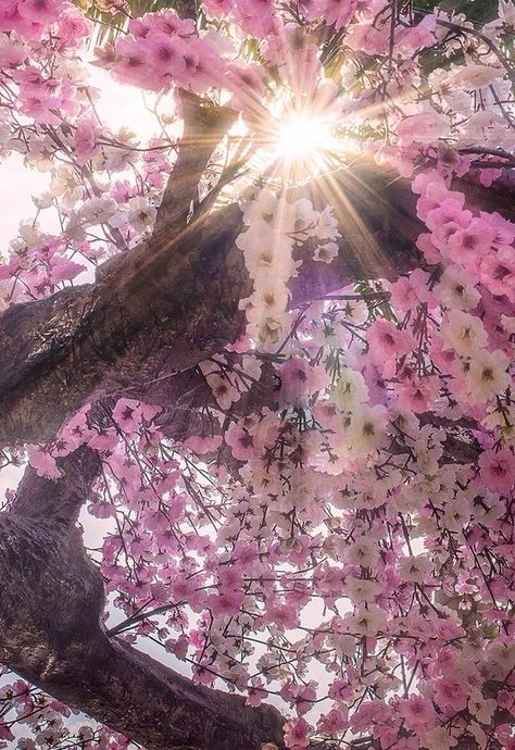 Blossom Trees, Alam Yang Indah, Beautiful Tree, Amazing Nature, Nature Beauty, Pretty Flowers, A Tree, Beautiful World, Pretty Pictures