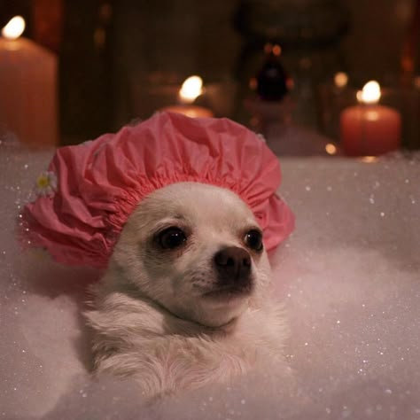 #weekend #relax #bath #dog #happy Image: Elleusa, Instagram Playlist Covers Photos, Cute Animal Memes, Spotify Covers, Cute Memes, Cute Animal Photos, Playlist Covers, Funny Animal Pictures, Dog Memes, Spotify Playlist