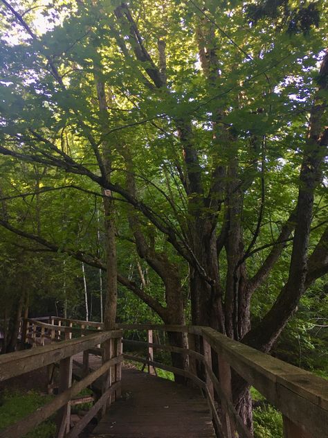 obssesed with this pic #tree #summer #green #nature #goldenhour #glow #pretty #bridge #aesthetic #ilovesummer #goodvibes Pretty Trees Aesthetic, Noah Sweetwine, Peter Core, Bridge Aesthetic, Aesthetic Trees, Life In Usa, Trees Aesthetic, Stick Season, Tree Aesthetic