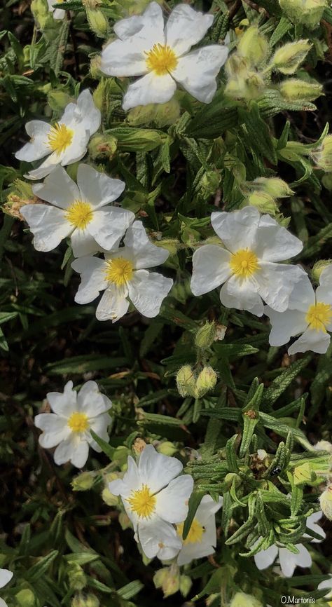 Traditional Cherokee Art, Cherokee Rose, Rose Wallpaper, Canvas, Flowers, Plants, Art