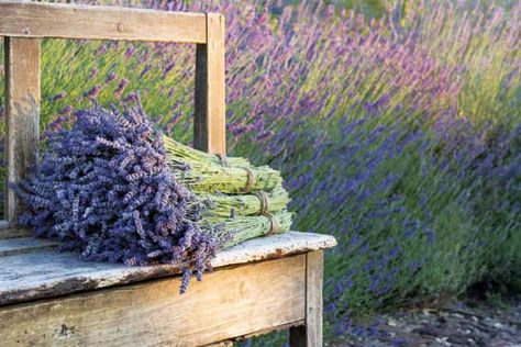 Lavender Farm Becomes Agritourism Stop Shared From Grit Magazine – Written By: Deborah R. Huso Julie Haushalter decided to start growing some lavender of her own, and she began with 150 plants, selling the harvested buds, as well as products she made from lavender, at the nearby Harrisonburg Farmers’ Market. The business took off like wildfire, … Old Benches, Growing Lavender, Lavender Fragrance, Lavender Farm, Lovely Lavender, Dried Lavender, French Countryside, Fragrance Oils, Flower Farm