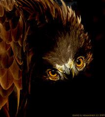 Eagle Aesthetic, Feathered Raptor, David Hemmings, Brown Eagle, Harpy Eagle, Bald Eagles, Golden Eagle, Brown Aesthetic, Birds Of Prey