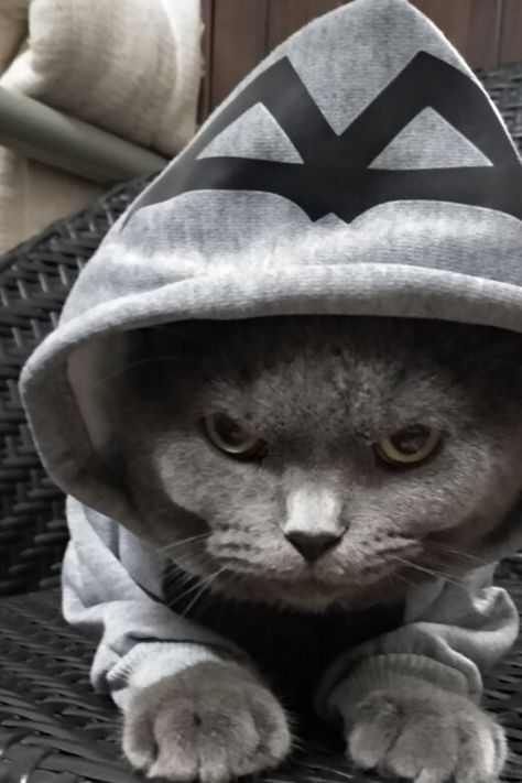 Pet Cat In Hoodie, Cat With Hoodie, Cats Wearing Clothes, Pet Costumes Cat, Girl Gang Aesthetic, Cat Fashion, Cat Costumes, Pet Costumes, Cat Clothes