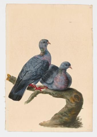 Stock Dove - Archival Collections Catalogue Stock Dove, Vintage Bird Illustration, Wood Pigeon, Hunting Decor, Rustic Cabin Decor, Vintage Bird, British Art, Bird Illustration, Rustic Cabin