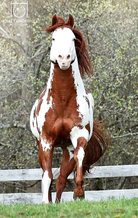 Photo Credit:  Holley Underhill Equine Photography American Paint Horse, Gorgeous Horses, American Paint, Paint Horse, Equine Photography, Pretty Horses, Horse Painting, Beautiful Horses, Ponies