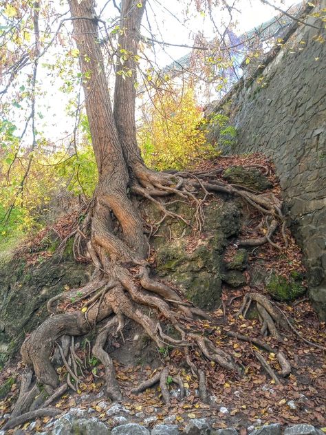 Gnarled Tree, Weird Trees, Fallen Tree, Twisted Tree, Tree Root, Tree Sketches, Old Tree, Old Trees, Forest Garden