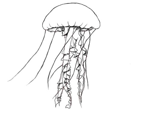 Simple jelly fish Jellyfish Drawing, Fish Drawing, Jellyfish Tattoo, Jellyfish Art, Fish Drawings, Jelly Fish, Paper Drawing, Art Style Inspiration, Fish Art